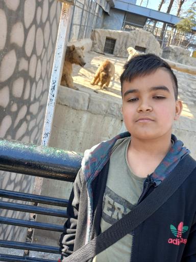 عکس خرس قهوه ای - Brown Bear