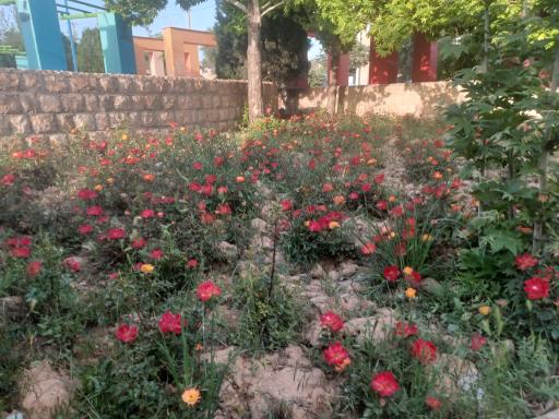 عکس پارک نجوم