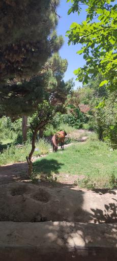عکس اندرخ