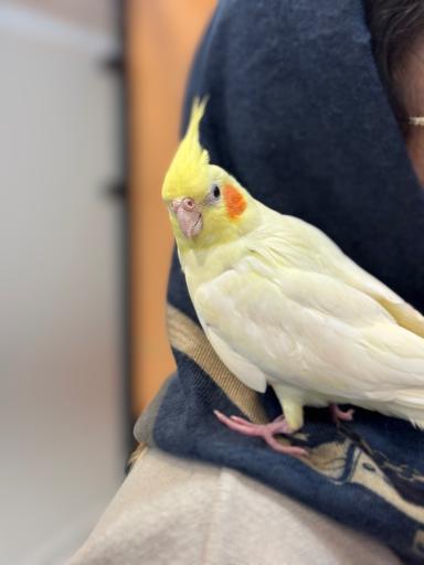 عکس کلینیک دامپزشکی رنیسا