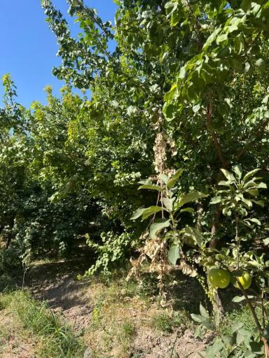 عکس باغ ملکی