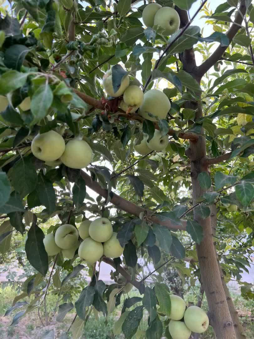 عکس باغ ملکی