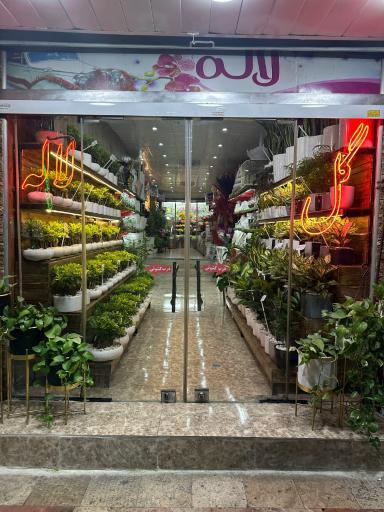 عکس گل فروشی لاله