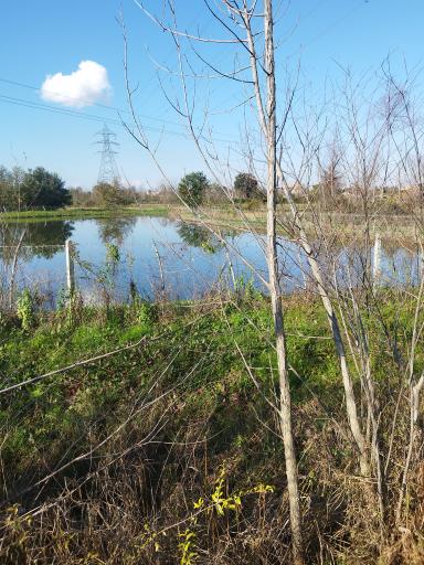 عکس مجموعه آبزیان رشیدی 