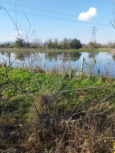 عکس مجموعه آبزیان رشیدی 