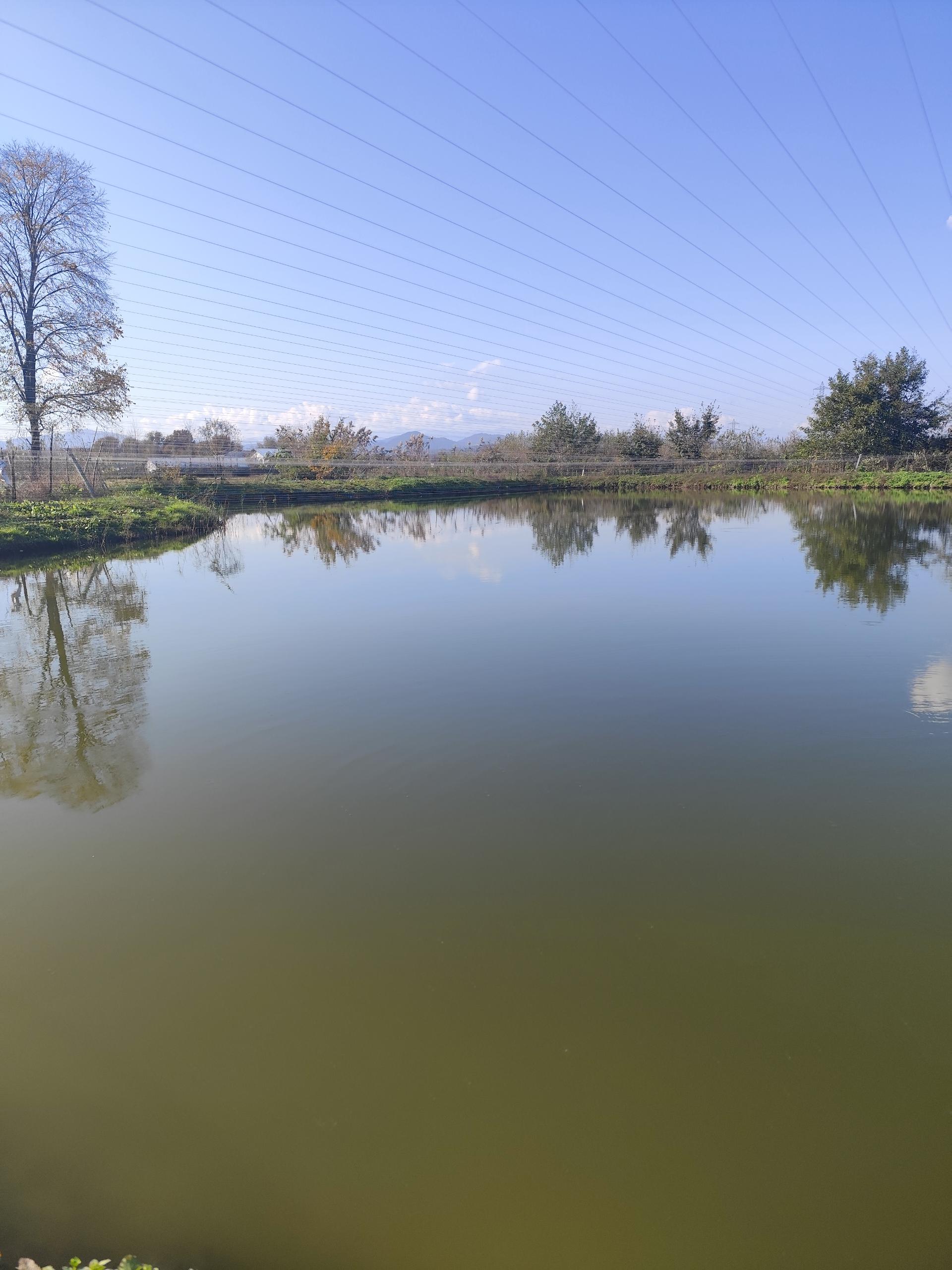 عکس مجموعه آبزیان رشیدی 