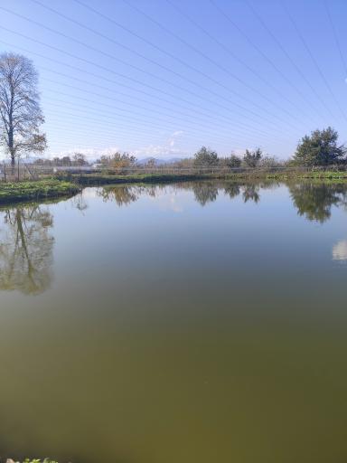 عکس مجموعه آبزیان رشیدی 