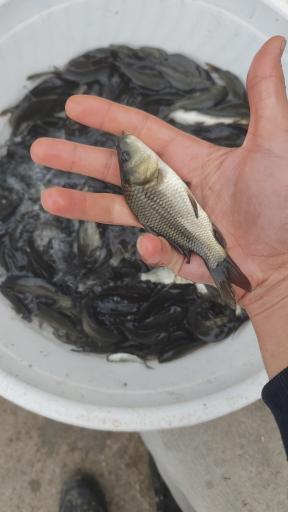 عکس مجموعه آبزیان رشیدی 