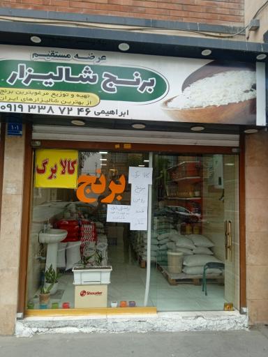 عکس برنج شالیزار (ابراهیمی)