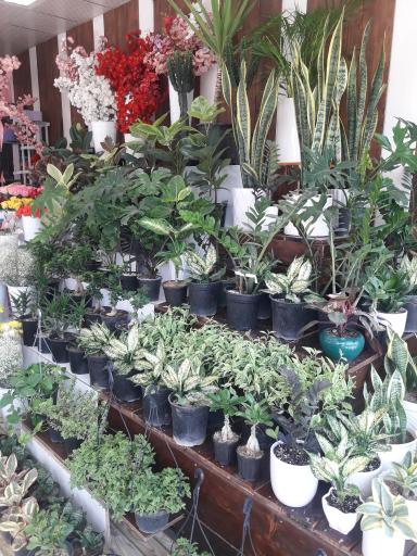 عکس گل فروشی ارکیده