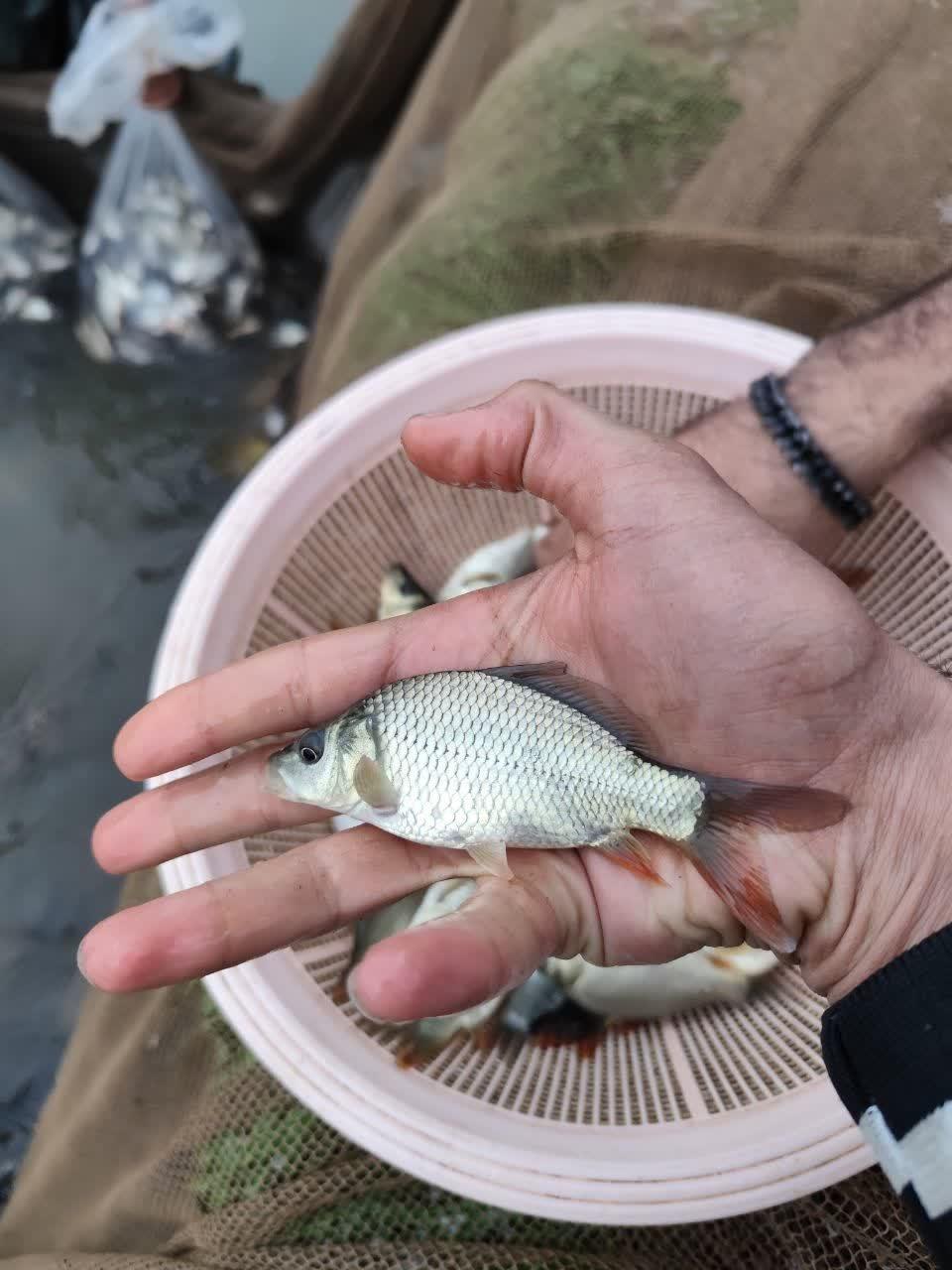عکس مجموعه آبزیان رشیدی 