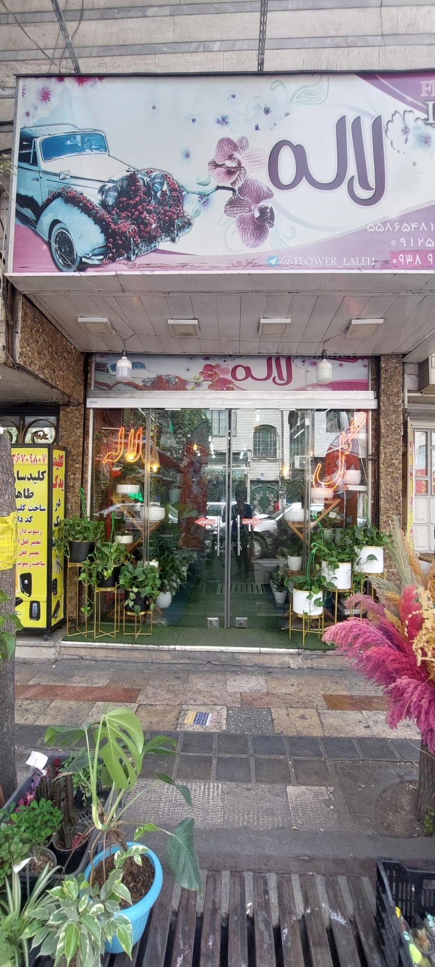 عکس گل فروشی لاله