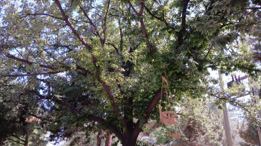 عکس بوستان بانوان گلایل