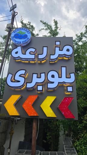 مزرعه بلوبری