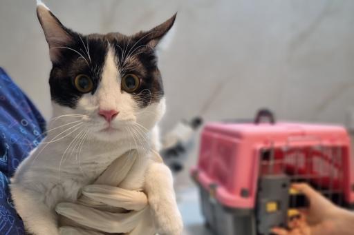 عکس کلینیک دامپزشکی نوین