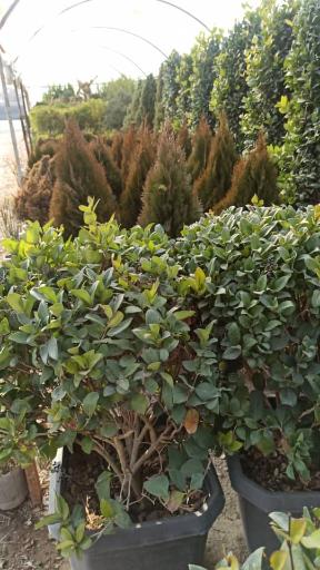 عکس گلخانه دشت نسترن