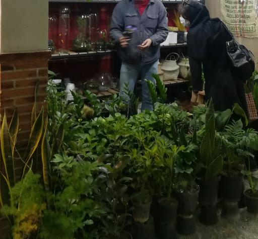 عکس گل و گیاه آپارتمانی ( داخل مترو نوبنیاد)