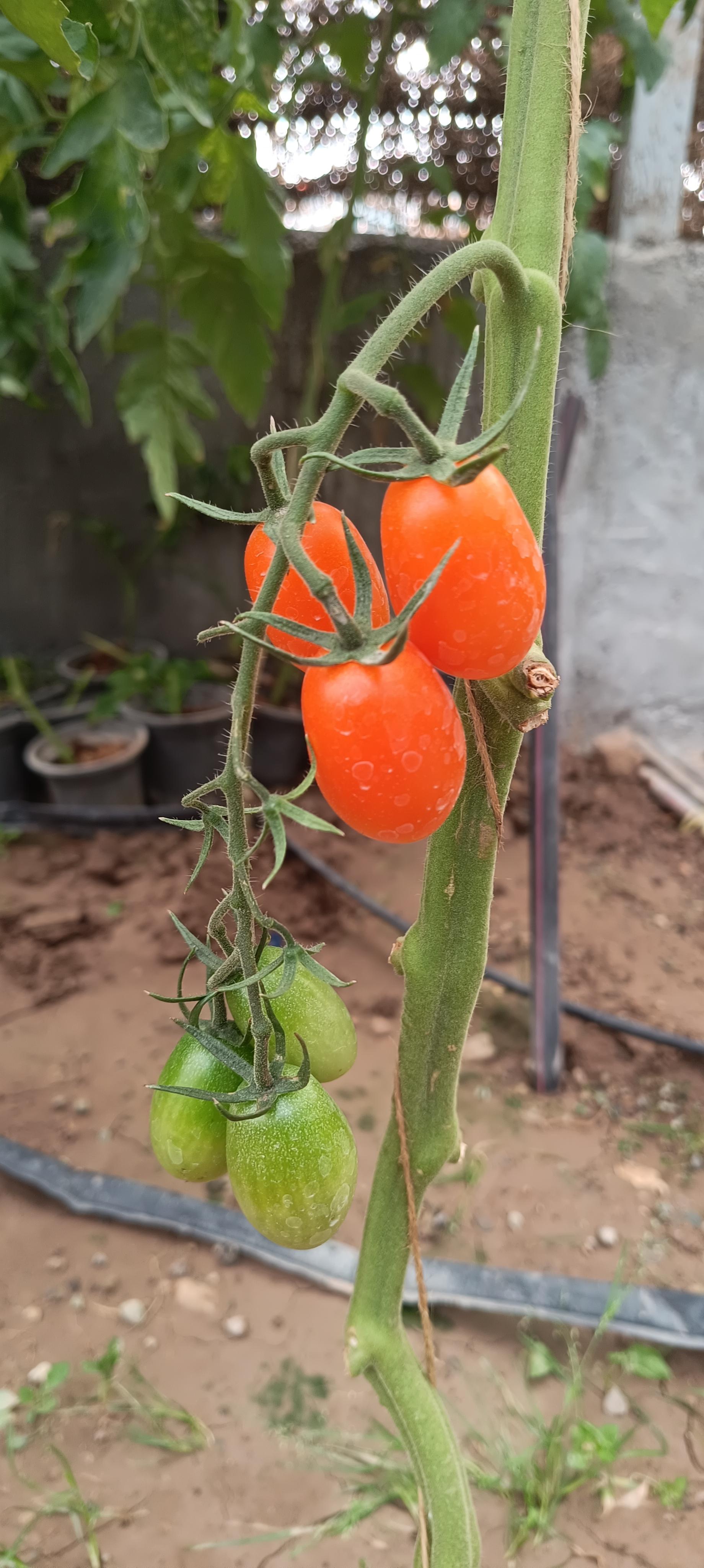 عکس باغ گل روما - صیفیجان