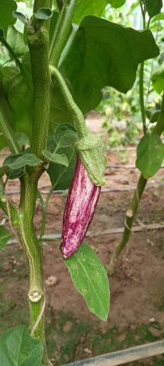 عکس باغ گل روما صیفیجان