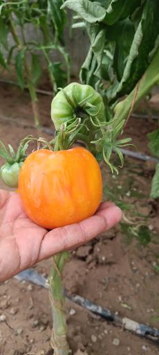 عکس باغ گل روما