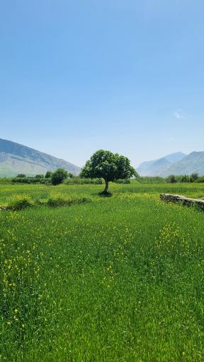 عکس دشت سوسن ایذه
