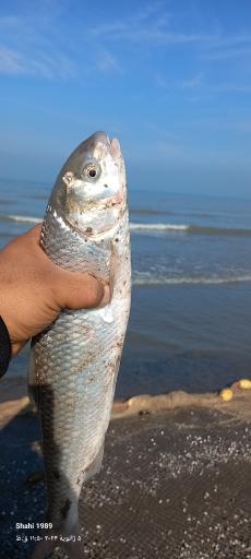 عکس ساحل چاکسر