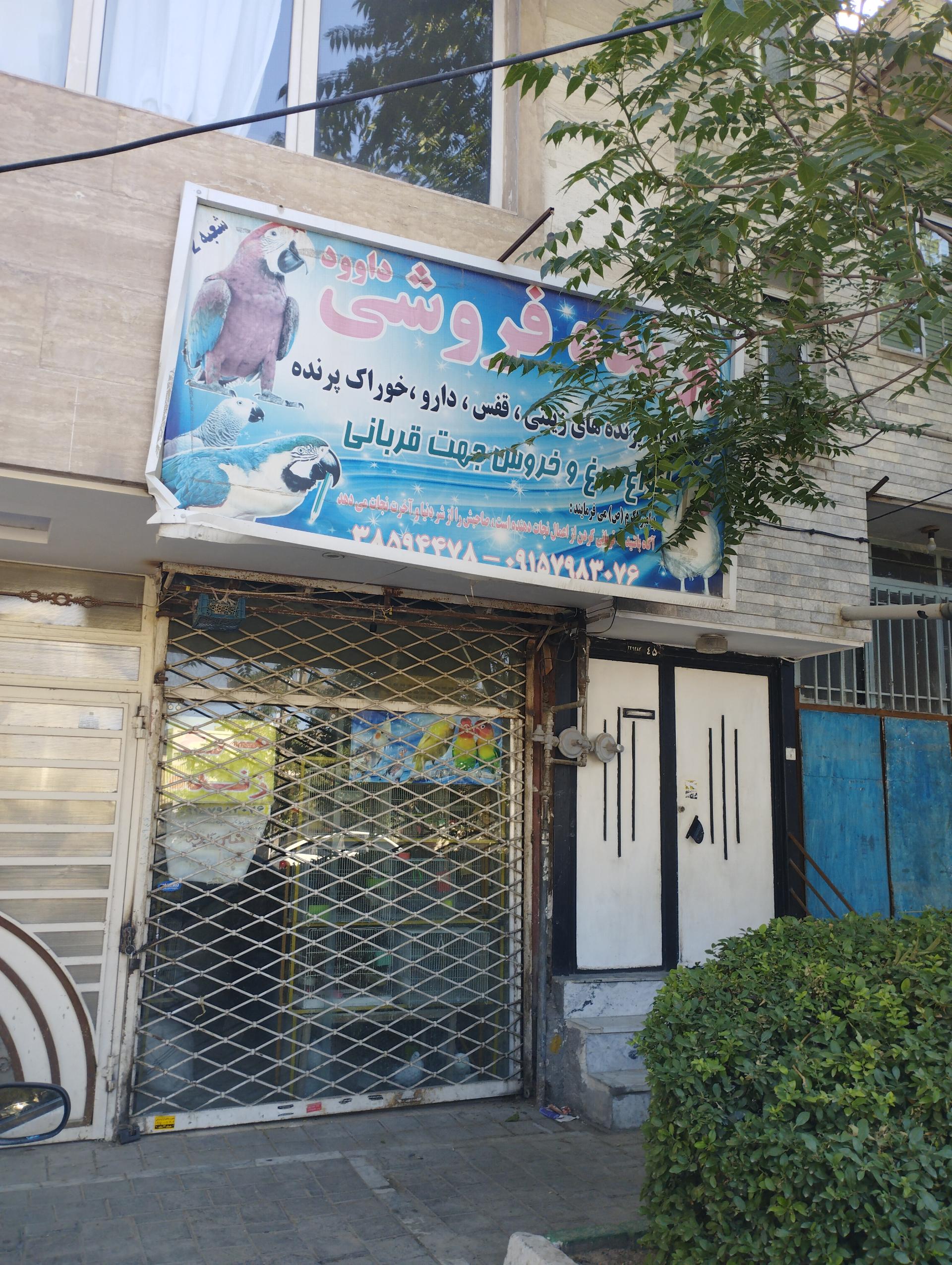 عکس پرنده فروشی داوود