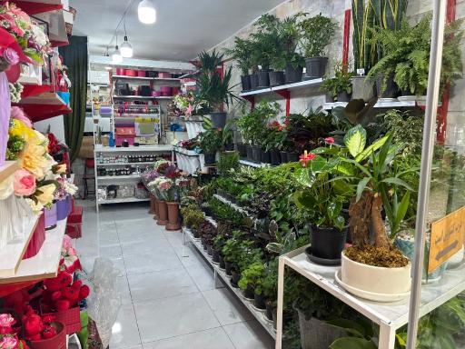 عکس گلفروشی گل نرگس