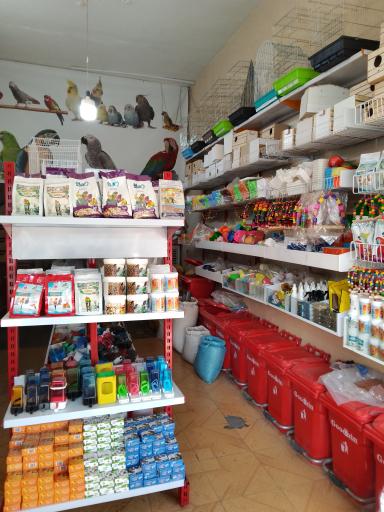 عکس پرنده فروشی طبیعت