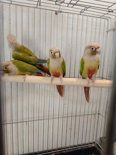 عکس پرنده فروشی طبیعت