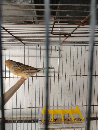 عکس پرنده فروشی طبیعت