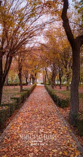 عکس پارک لاله