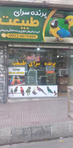 عکس پرنده فروشی طبیعت