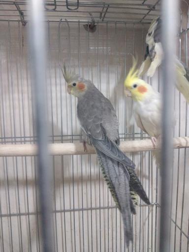 عکس پرنده فروشی طبیعت