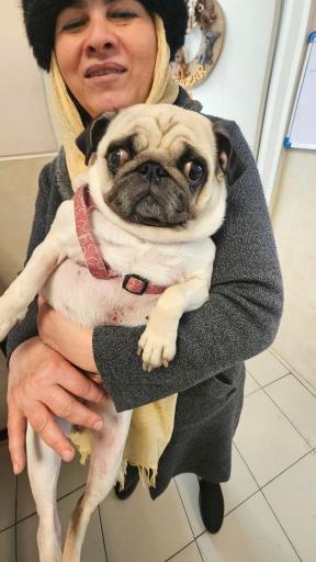 عکس کلینیک دامپزشکی نوین پت