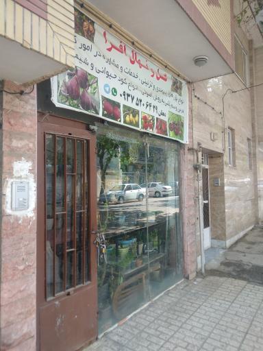 عکس گل و نهال افرا