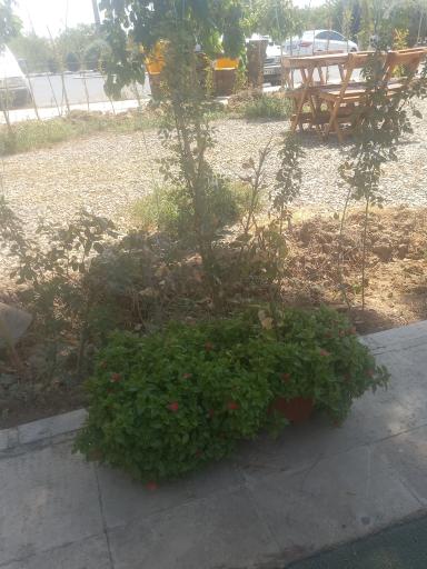 عکس کترینگ و رستوران فضای باز آرسام خوان