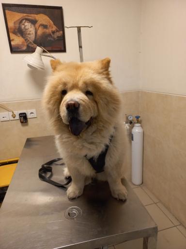 عکس کلینیک دامپزشکی نوین پت