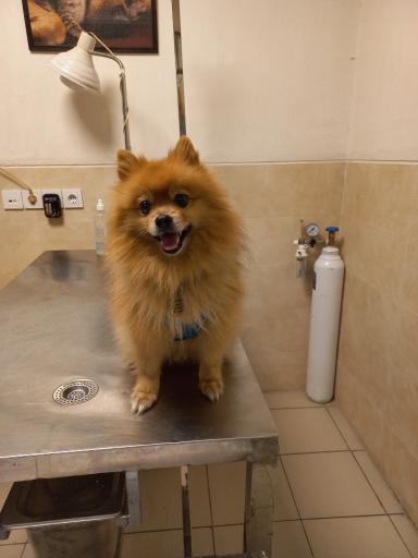 عکس کلینیک دامپزشکی نوین پت