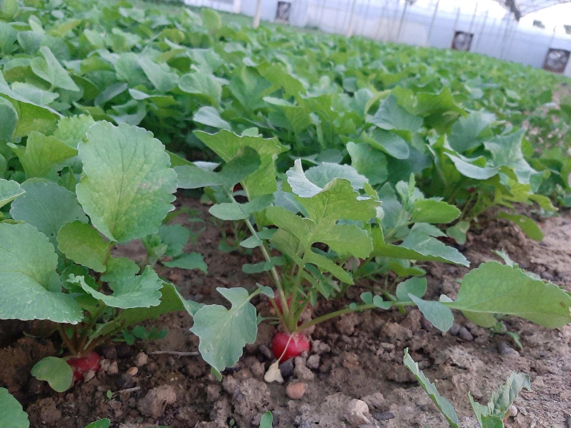 عکس سبزی مارکت طراوت زارعیان