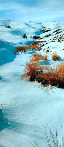 عکس ازندریان