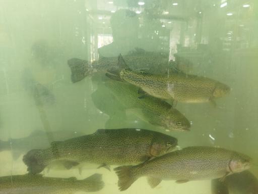 عکس هایپر پروتئین عباس 