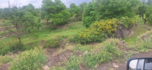 عکس ازندریان