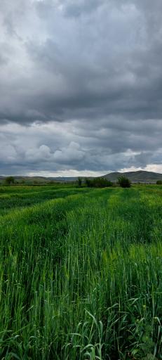 عکس ازندریان