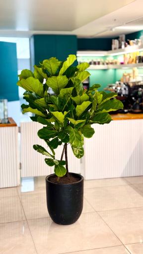 عکس کافه فلورین