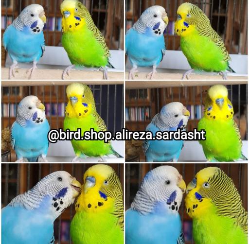 عکس پرنده فروشی