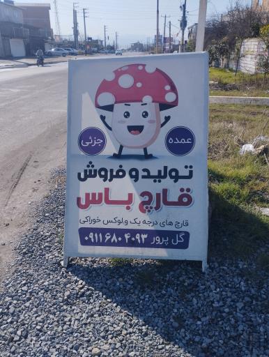 عکس قارچ رئیس