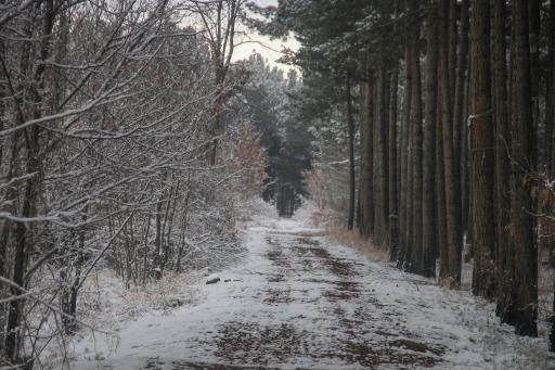 عکس پارک جنگلی حبیب آباد