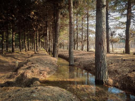 عکس پارک جنگلی حبیب آباد