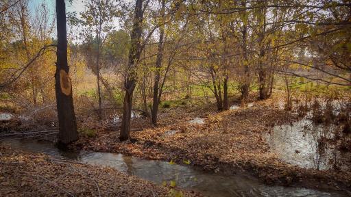 عکس پارک جنگلی حبیب آباد